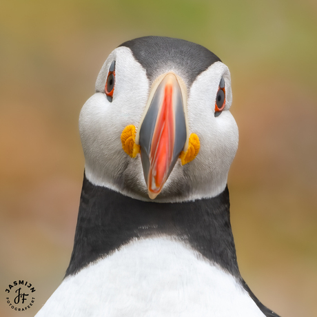 Portret van een papegaaiduiker