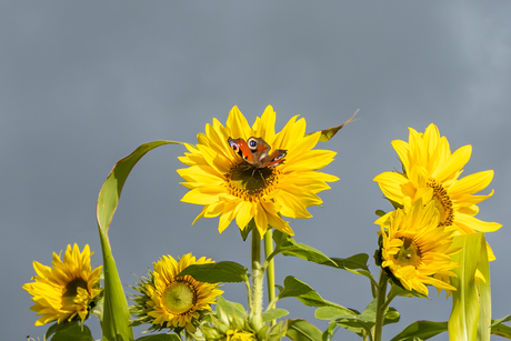 Dreigende lucht met een lichtstraal op de zonnebloemen