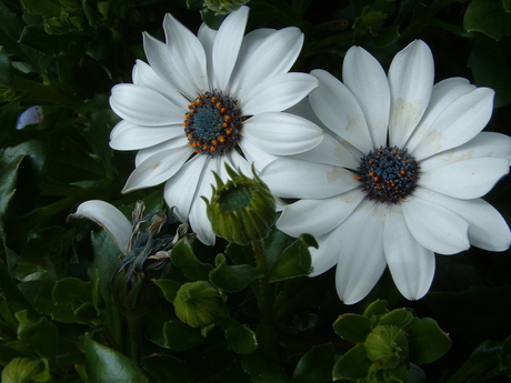 white flower(3)