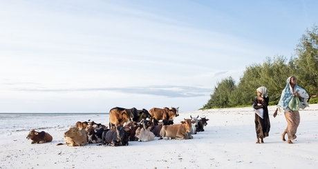 Koeien op het Strand