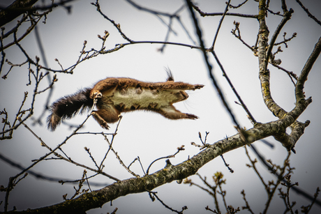 Springende eekhoorn