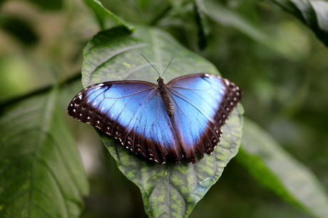 Blauwe morpho