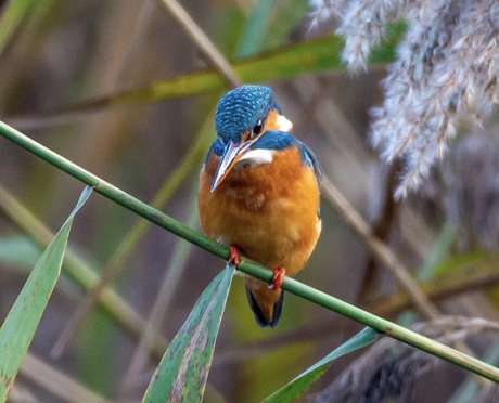 Kingfisher