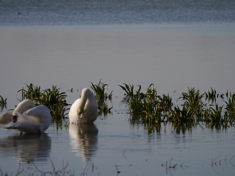 Was ik hier al schoon?