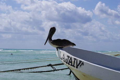 de pelikanen boot