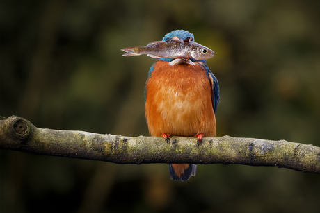 Kijk eens wat ik gevangen heb !
