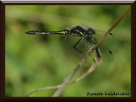 zwarte heidelibel