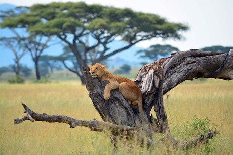 The lazy lion