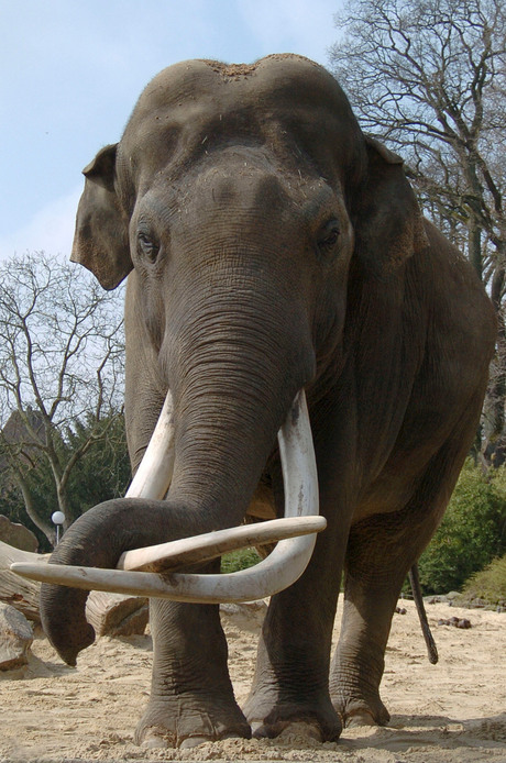 Razda in Dierenpark Emmen voor zijn val