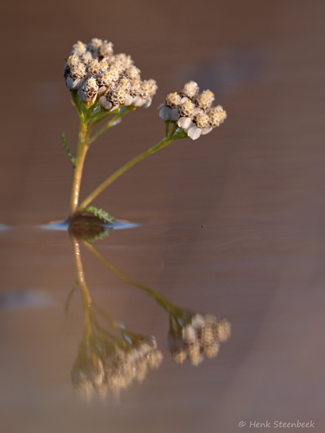 Duizendblad in het water