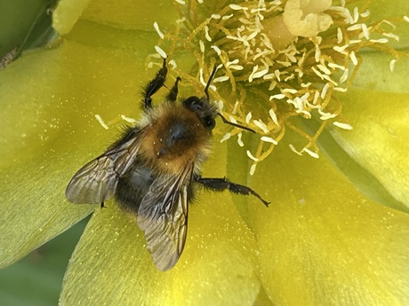 Hommel op cactusbloem
