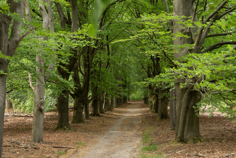 Voorjaar op de Veluwe