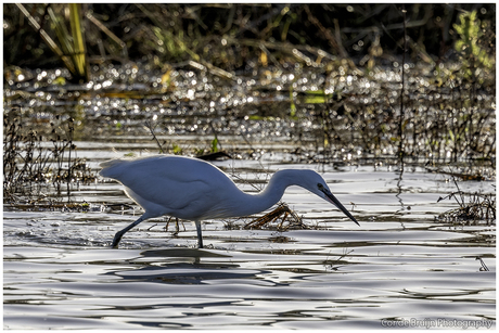Grote Zilverreiger