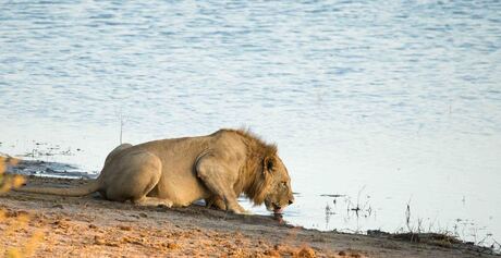 Botswana, Chobe NP, dorstige leeuw