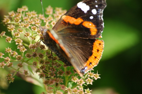 Vlinder en nectar.