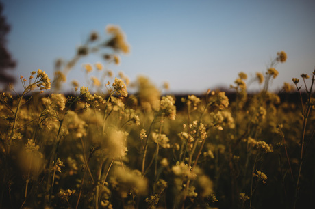 Flowers in the field