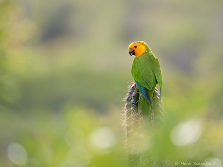 Prikichi gaat op in omgeving