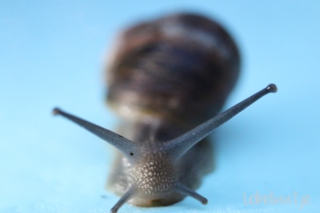 Happy Snail