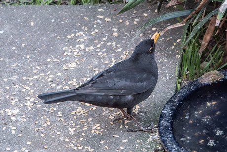 Even de keel naspoelen ---