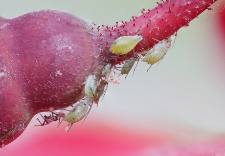 #summermacro luis op rozeknop