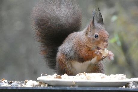 Een eekhoorntje aan de pinda's