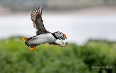 Food for the puffling