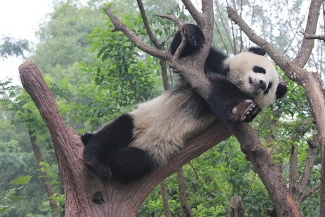 Panda in China