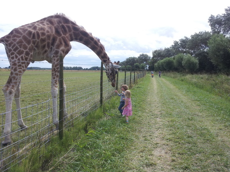 Giraffe in Zeeland