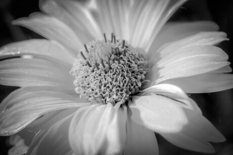 black and white flower