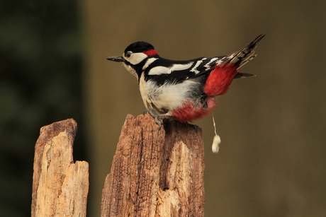 Ik krijg er de sch..t van