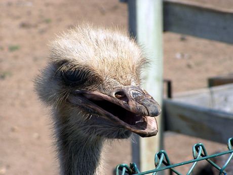 Kop van een struisvogel
