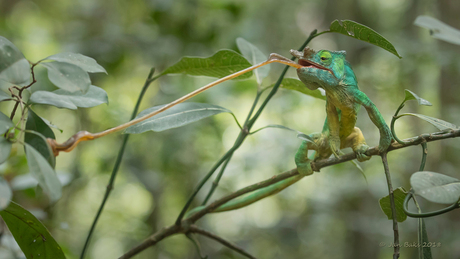 De jacht van de kamelion op een insect(2)