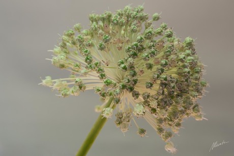 bloem, wie vertelt mij welke?