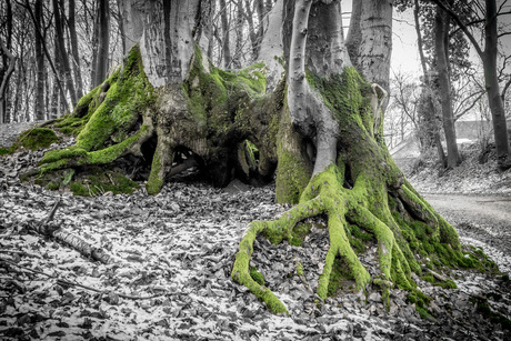 Green Root Tree (Sint-Jansberg)