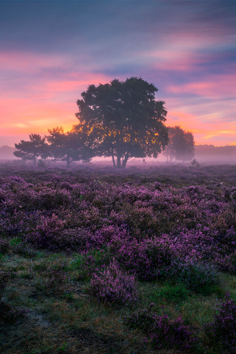 In de vroege ochtend