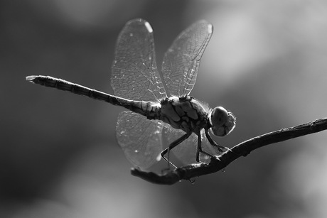 Dragonfly