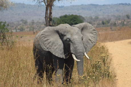 Olifant Mikumi National Park Tanzania