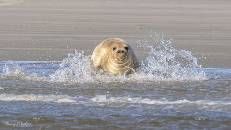 Een plons in de zee