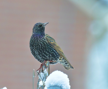 Is hier nog wat te eten..