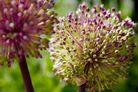 Allium 3