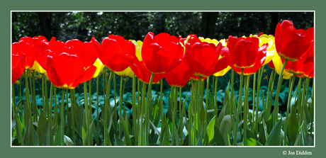 Keukenhof