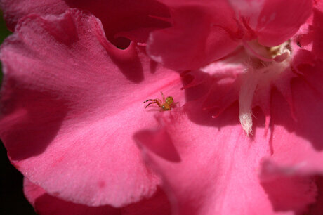 Bloemen huisje