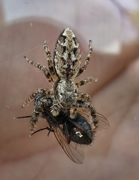 Springspin met vlieg