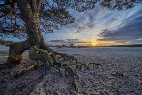 Bij de boom