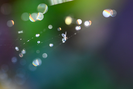 Gevangen in het licht