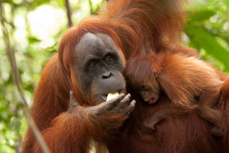 Orang Oetan@Bukhit Lawang, Sumatra, Indonesie