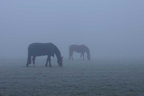 Foggy horses