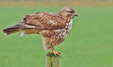 Buizerd op een houten paal