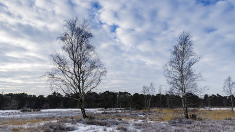 Winterslandschap