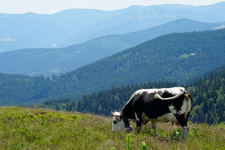 Koe in de bergen